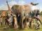 Zwierzęta Świata - Afryka - plakat 91,5x61 cm