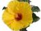 OGROMNY żółty kwiat Ogramne sadzonki piękna roślin