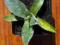 Agawa górska agave montana 20 cm