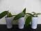 Wanilia płaskolistna (Vanilla planifolia)