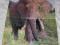 Plakat / Obraz Zwierzęta Słoń