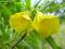 Tewercja peruwiańska -żółty oleander