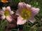 Liliowiec ogrodowy "Catherine Woodbery"