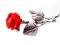 Srebrna broszka Róża z koralowca pr 925