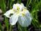 Iris ensata 'Kiri Shigure' - Kosaciec mieczolistny