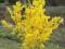 FORSYCJA - zwistun wiosny - roślina doniczkowa