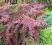 BERBERYS THUNBERGA Rose Glow - roślina doniczkowa