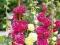 Przepiękny kwiat Babuni Malwa MIX kolor sadzonki