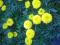 Aksamitka wielkokwiatowa 10 szt - Sadzonki