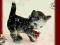 Goebel Kot z biedronką, sygnowany