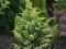 Jałowiec kolumnowy- złociste przyrosty krzewy 40cm