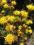 ASTER LNOLISTNY o żółtych kwiatach