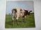 PINK FLOYD Atom hart mother UK EX 1PRESS