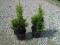 THUJA SMARAGD~ TUJA~30CM~2L~WYSYŁKA GRATIS++++++++