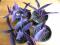 Setkrezea purpurowa!! roślinka meksykańska