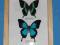 motyl gablotka Papilio blumei, Papilio ulysses A1