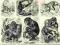Litografia Małpy Goryle Szympansy z 1882 WAWA