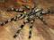 Terra Raven Poecilotheria striata ok 1-1,5DC