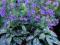NOWOŚĆ niebieska roślina kolorowe liści pulmunaria