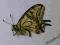 motyl motyle Papilio machaon (kopertowane) A1