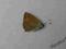 motyl motyle Lycaena alciphron (kopertowane) A1