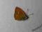 motyl motyle Lycaena virgaurreae (kopertowane) A1