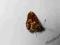 motyl motyle Melitaea diamina (kopertowane)A1