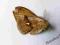 motyl motyle Aglia tau samce (kopertowane)A1 A1-