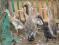 Biegus indyjski - 2012 - kaczki kaczory