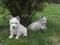 West Highland White Terrier - rodowodowe