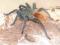 Chromatopelma Cyaneopubescens 4DC