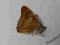 motyl motyle Apatura ilia (kopertowane)A1