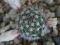 22. Mammillaria hutchisoniana