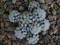 23. Mammillaria gracilis 'snowcap'