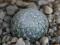 42. Mammillaria lenta