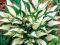 WIELOBARWNA FUNKIA HOSTA ETERNAL FLAME ~ DO CIENIA