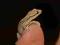 Lepidodactylus lugubris gekony płaczące 3 samiczki