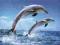 Delfin - Delfiny - Ocean - plakat 91,5x61 cm