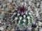 54. Echinocereus chloranthus