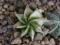 55. Astrophytum capricorne 'Variegata'