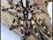 Poecilotheria striata L1 - hurt 30sztuk