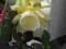 Epiphyllum LONDON SUNSHINE żółte