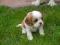 CAVALIER KING CHARS SPANIEL