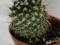 Kaktus roślinka