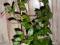 Hoya (hoja) lacunosa var.pallidiflora