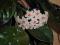 Hoya carnoza - pięknie kwitnąca