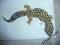 Gekony lamparcie - samce
