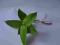Hoya hoja densifolia ukorzeniona
