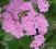 Krwawnik pospolity Lilac Beauty liliowy C0,5