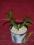 Kwiat Wielkanocny-zygokaktus - sadzonka z doniczką
